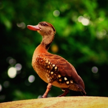 Bebek Genit by NITA KURNIA PURADIREDJA